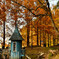 秋のあけぼのの森公園