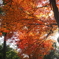 大興善寺にて紅葉狩り