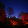 星と紅葉２