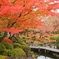 見事すぎる紅葉