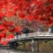 紅葉狩りの庭園