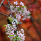 冬桜と紅葉とメジロ