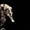 a sea horse