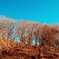 枯れ木も山の賑わい