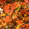 紅葉①