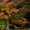 紅葉林