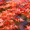 深紅
