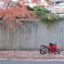 落葉の彩り