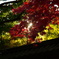 紅葉に射す光