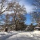 中島公園の雪景色
