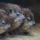 天王寺動物園③