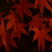 夜の紅葉