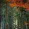 竹林と紅葉