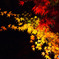 永観堂虹色紅葉