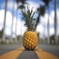 pine and palm 