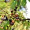 very berry