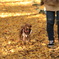 愛犬とイチョウ