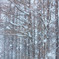 降雪