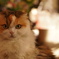 我が家の猫