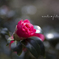 Camellia☆.。.:*・