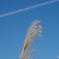 秋空とススキ