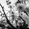 early spring_20140308
