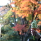 紅葉の時期の一枚