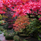 紅いor赤い