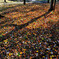 公園の紅葉