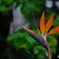 極楽鳥花