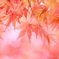 Pastel leaves