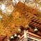 談山神社のもみじ　