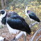 動物公園にいた鳥