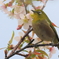 冬の桜とメジロ