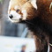 レッサーパンダ