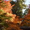 徳川園の紅葉　ii
