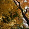 徳川園の紅葉　iii