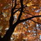 徳川園の紅葉　iv