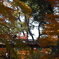徳川園の紅葉　v
