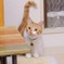 うちの猫