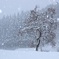 風雪に耐える