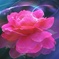 Pink Roseを君に。。