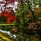 京都 金閣寺の紅葉