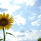 夏