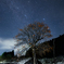 柿の木の夜