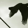 RAVEN