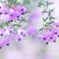 Erica.+*:ﾟ+｡.☆ 