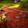もう一つの紅葉