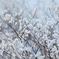 雪の花　№2　北の国から