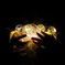 Fairy Light